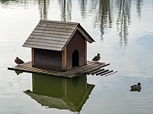 На водоемах Москвы установят 200 домиков для уток