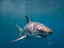 Дайвер выжил после нападения акулы в Коста-Рике