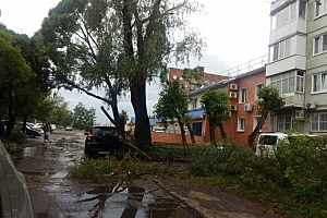 Сильный ветер в Омске повалил деревья и привел к отключению электричества