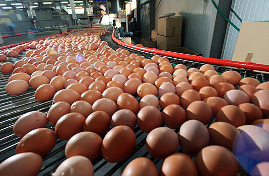 Ядовитые куриные яйца попали на прилавки европейских магазинов