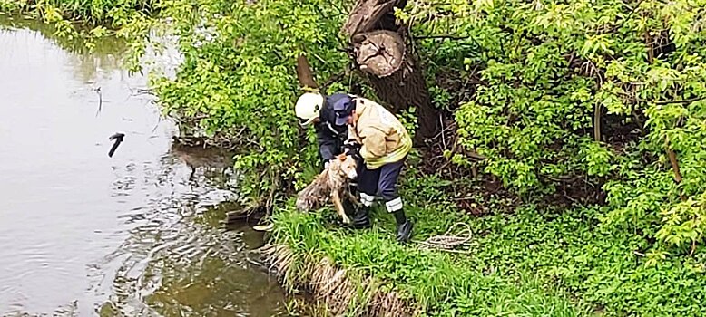 В Наро-Фоминске спасатели достали тонущую собаку из реки