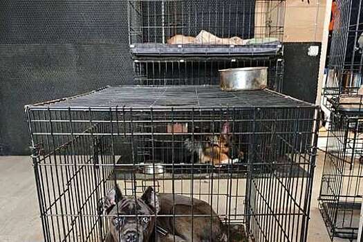 Baza: в питомнике в подмосковном Чехове устроили тюрьму для собак