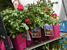 Афиша 26 – 28 июня: Moscow Flower Show онлайн и первые экскурсии в музеях