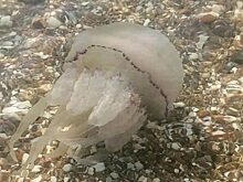 Медузы заполонили берег Азовского моря в Ейском районе