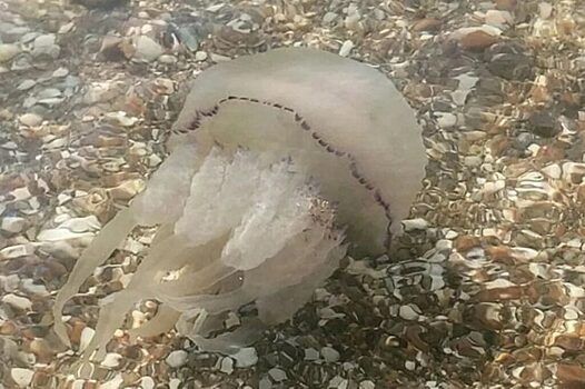 Медузы заполонили берег Азовского моря в Ейском районе