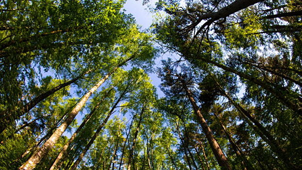 Под Гусевом Renault врезался в дерево, водитель погиб