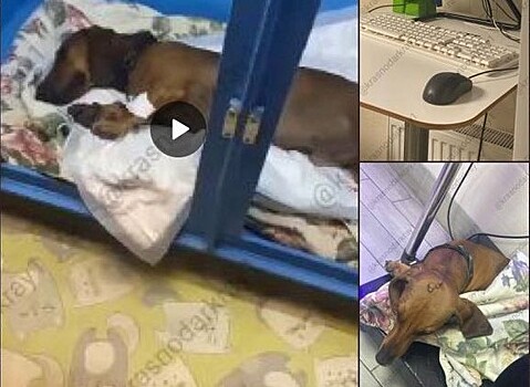 Хозяева выбросили таксу с пятого этажа в Краснодаре