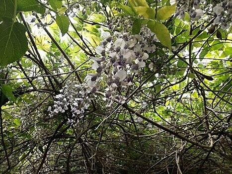 «Нежные лепестки быстро облетают»: в Ботаническом саду БФУ рассказали, как растения переносят сушь