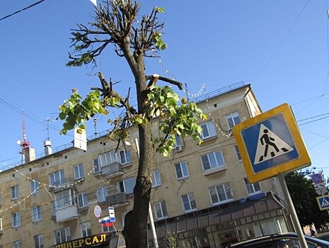 Обрезка деревьев по-тверски, или Как город остается без "зеленых легких"