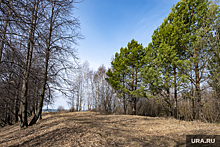 В Перми часть Чернявского леса вывели из охранной зоны, запрещающей застройку