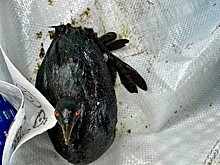Экологи продолжают находить выбросы мазута в Тамани