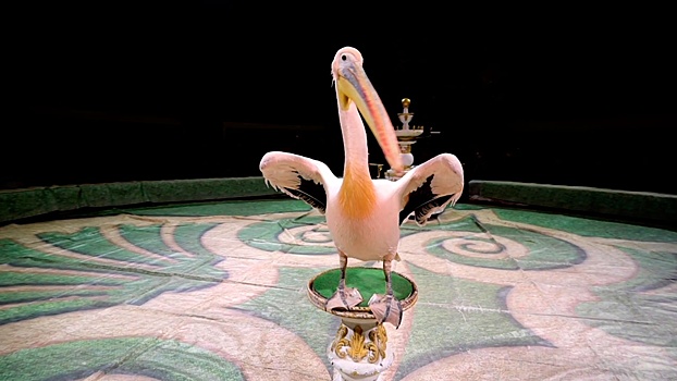 Заботливые «деды»: цирковой дрессировщик рассказал, как пеликаны опекают своих внуков