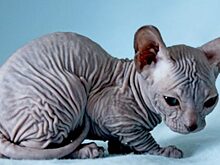 Женщина купила донского сфинкса за четыре тысячи рублей. Вскоре выяснилось, что это совершенно другой кот