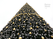 Главная елка Пензы будет установлена к 1 декабря