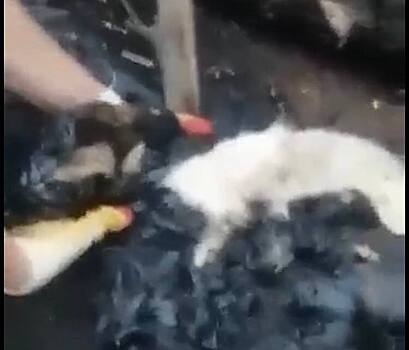 В Оренбурге спасли щенка, который попал в гудрон