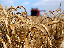 В Турции придумали новые ограничения для поставок российской пшеницы