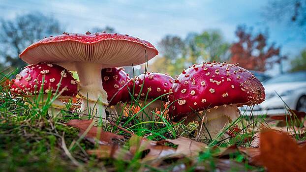 Эксперт Захаров назвал топ-3 самых ядовитых грибов