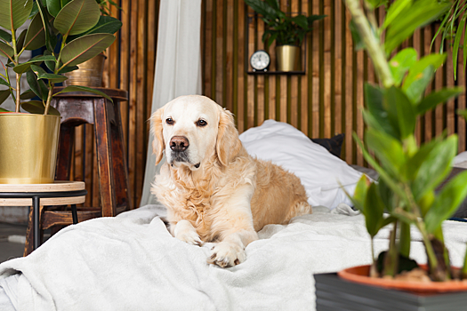 Как человек: собака поднялась по лестнице на задних лапах