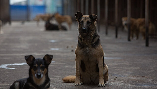 В Москве при пожаре в приюте погибли 13 собак