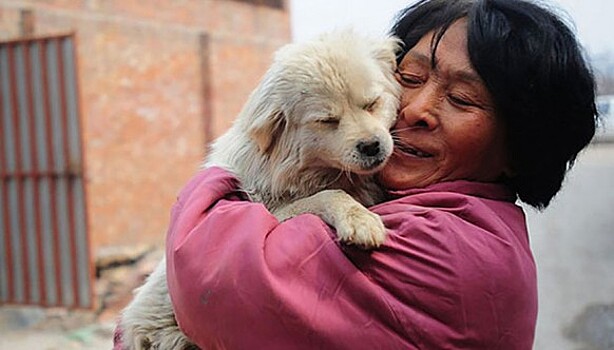 Китайская учительница спасла 100 собак от верной смерти на фестивале собачьего мяса