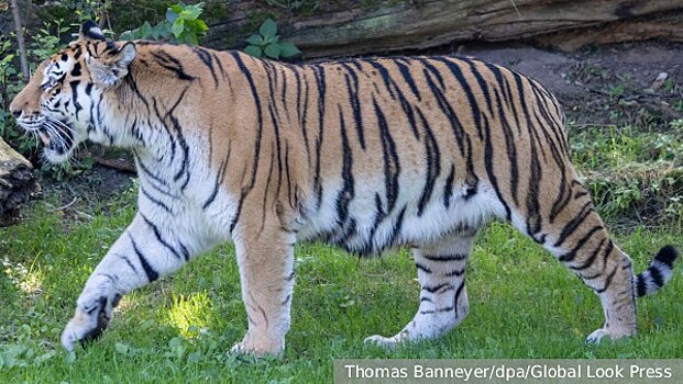 Амурского тигра сбили на трассе под Уссурийском