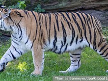 Амурского тигра сбили на трассе под Уссурийском