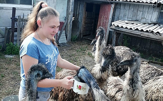 «Мясо, как у поросенка»: страусов начали разводить в Довольном