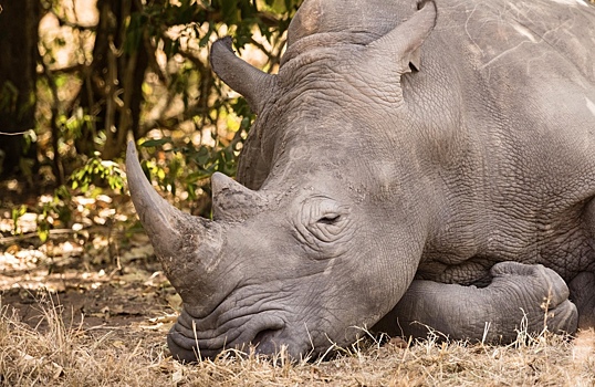 В Канаде обнаружили останки неизвестного вида арктических носорогов