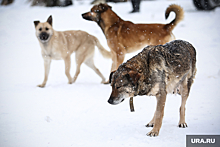 Челябинские мэры хотят наложить вето на закон о бродячих собаках