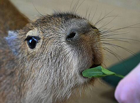 В России зафиксировали дефицит капибар