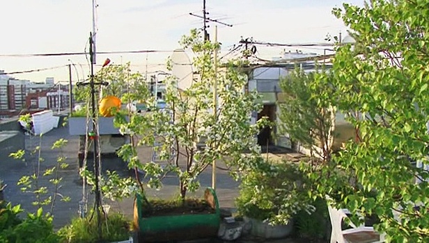 Коммунальщики уничтожили уникальный сад