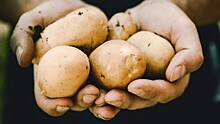 Названы неочевидные полезные свойства картофеля