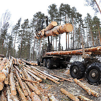 Китаевед рассказал, что на самом деле получится, если Россия запретит продавать лес Пекину