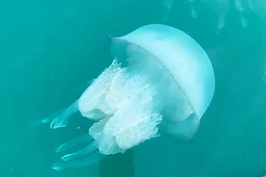 В Сочи туристы столкнулись с нашествием гигантских медуз