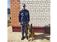 Центавр помог раскрыть кражу мобильного телефона в Вологде