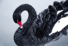 Какие события принято называть "черным лебедем"