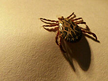 Эксперт рассказал, можно ли заразиться чумой от клеща