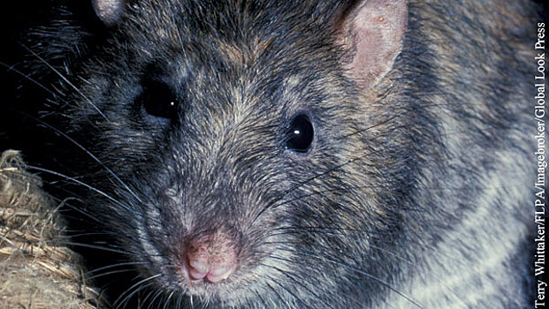 Британцев предупредили о нашествии крыс из-за закрытия пабов