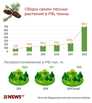 Бедность и безработица заставляют россиян идти в лес за шишками