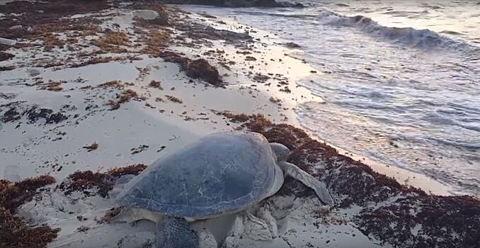 Турист спас огромную морскую черепаху в Мексике