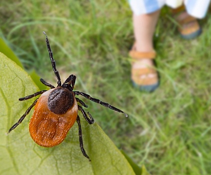 Клещи отправили в больницу 95 человек