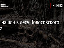 Череп нашли в лесу Волосовского района