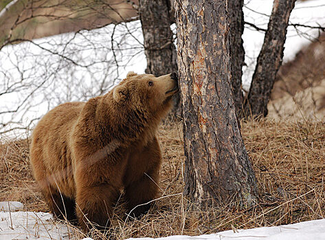 На Кузбассе голодные медведи вышли к людям