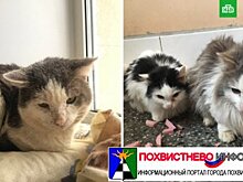 Запертые в пустой квартире кошки съели друг друга