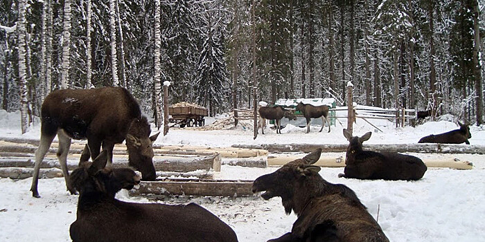 «Не позволяйте лизать авто»: в Канаде появились странные дорожные знаки