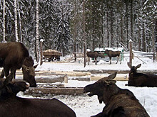 «Не позволяйте лизать авто»: в Канаде появились странные дорожные знаки
