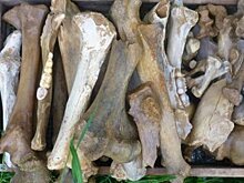 В национальном парке «Башкирия» найдены кости древних животных