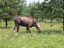С 15 сентября в Нижегородской области открывается сезон охоты на лосей