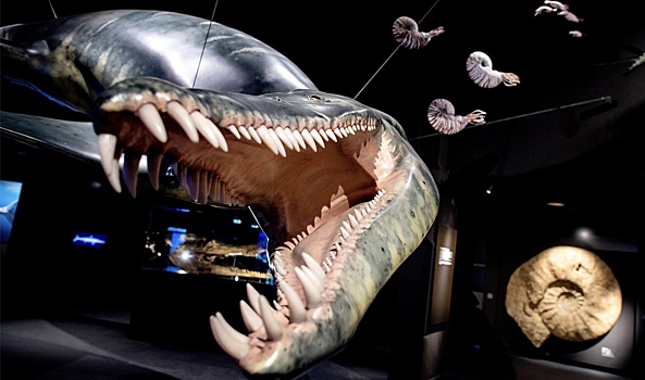 В Новой Зеландии обнаружена кость древнейшего морского динозавра
