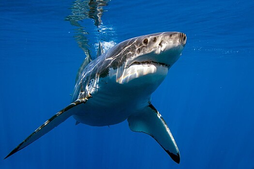 Акула откусила голову дайверу в Калифорнийском заливе